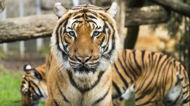The Nyíregyháza Zoo